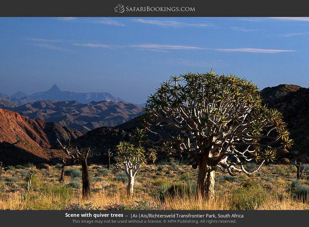 Scene with quiver trees in |Ai-|Ais/Richtersveld Transfrontier Park, South Africa