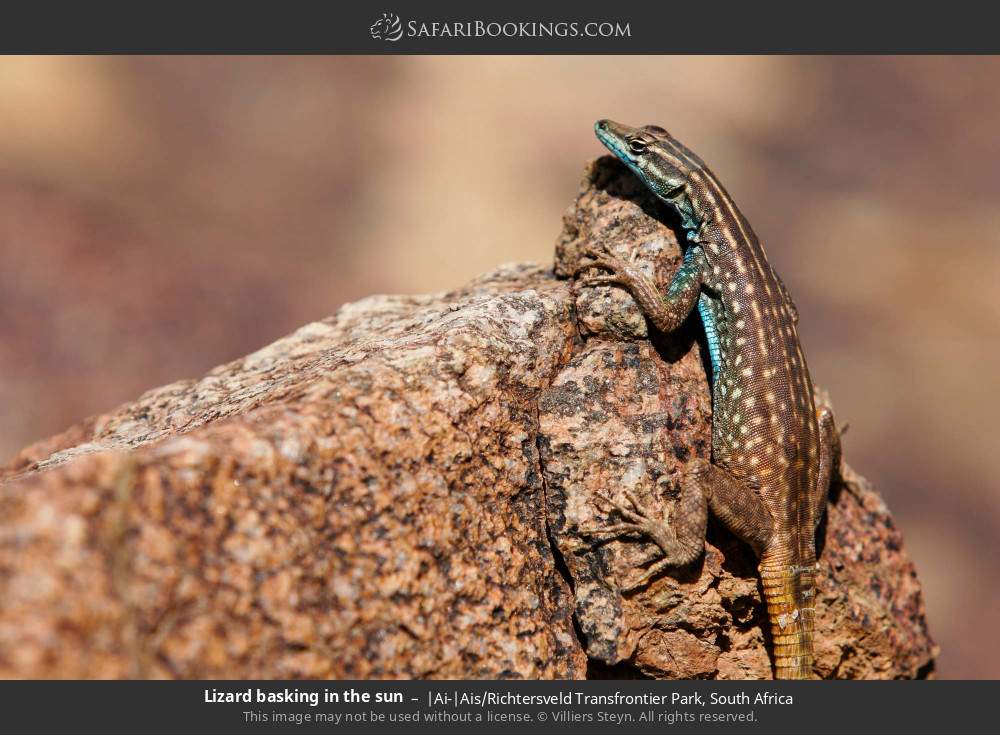 Lizard basking in the sun in |Ai-|Ais/Richtersveld Transfrontier Park, South Africa