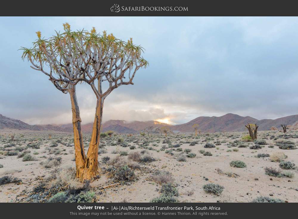 Quiver tree in |Ai-|Ais/Richtersveld Transfrontier Park, South Africa