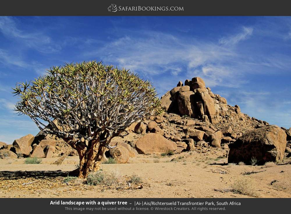 Arid landscape with a quiver tree in |Ai-|Ais/Richtersveld Transfrontier Park, South Africa