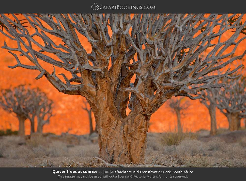 Quiver trees at sunrise in |Ai-|Ais/Richtersveld Transfrontier Park, South Africa