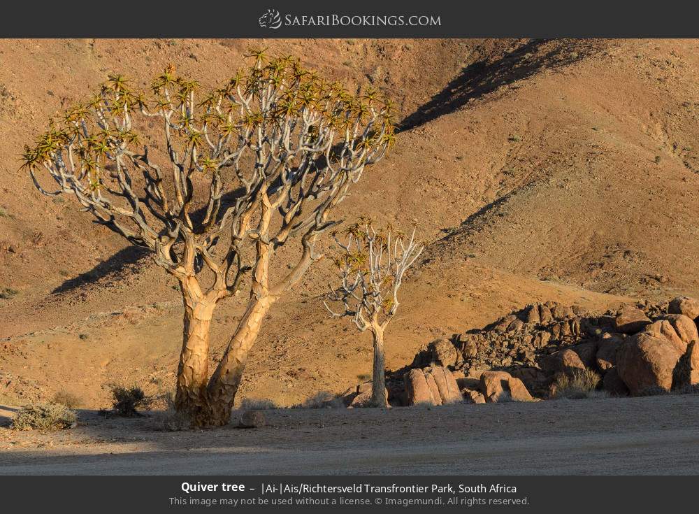 Quiver tree in |Ai-|Ais/Richtersveld Transfrontier Park, South Africa
