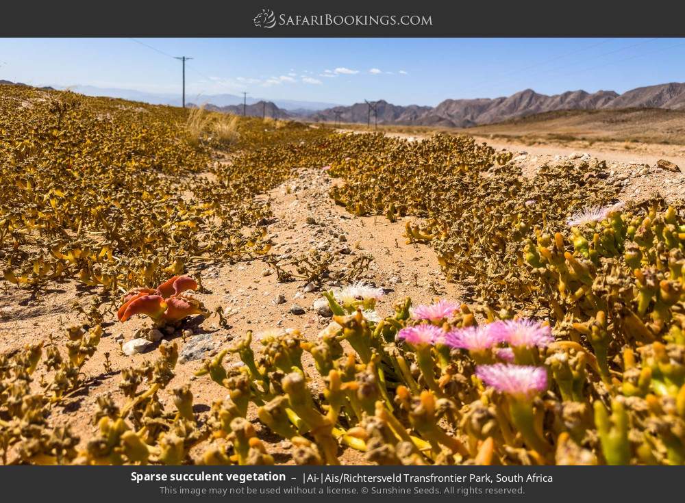Sparse succulent vegetation in |Ai-|Ais/Richtersveld Transfrontier Park, South Africa