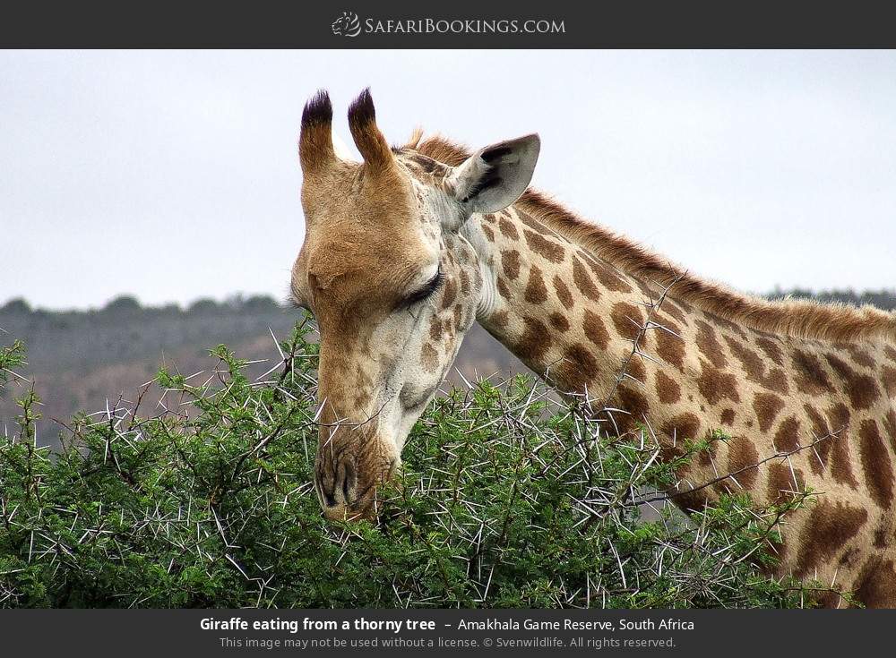 Giraffe eating from a thorny tree in Amakhala Game Reserve, South Africa