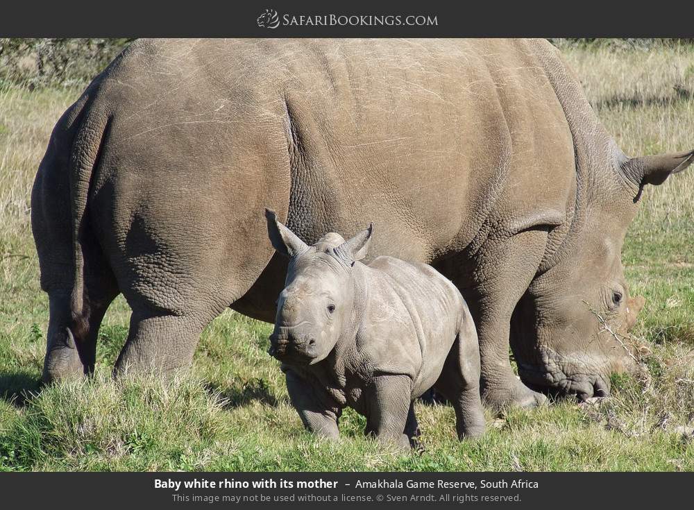 Baby white rhino with its mother in Amakhala Game Reserve, South Africa