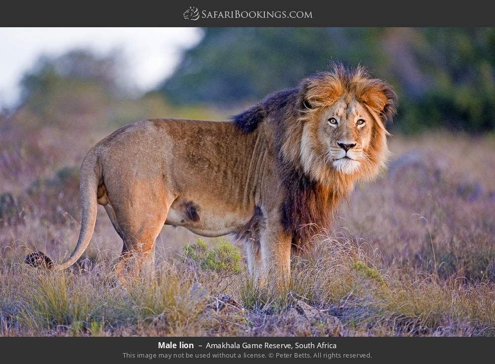 Male lion in Amakhala Game Reserve, South Africa