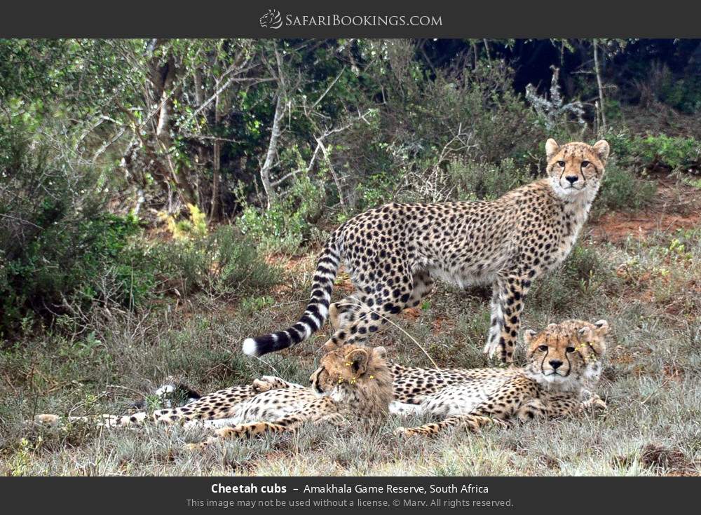 Cheetah cubs in Amakhala Game Reserve, South Africa