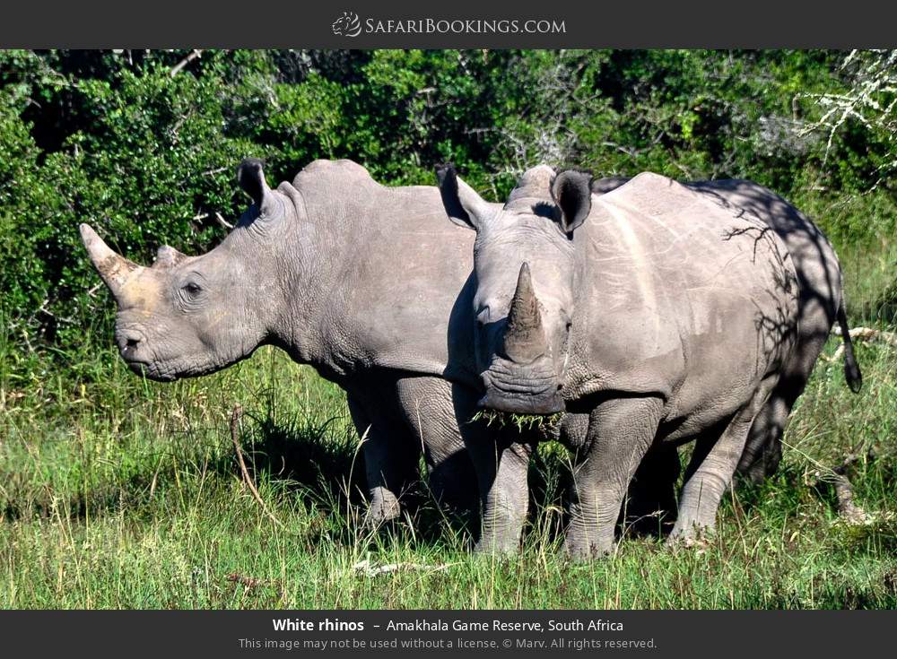 White rhinos in Amakhala Game Reserve, South Africa