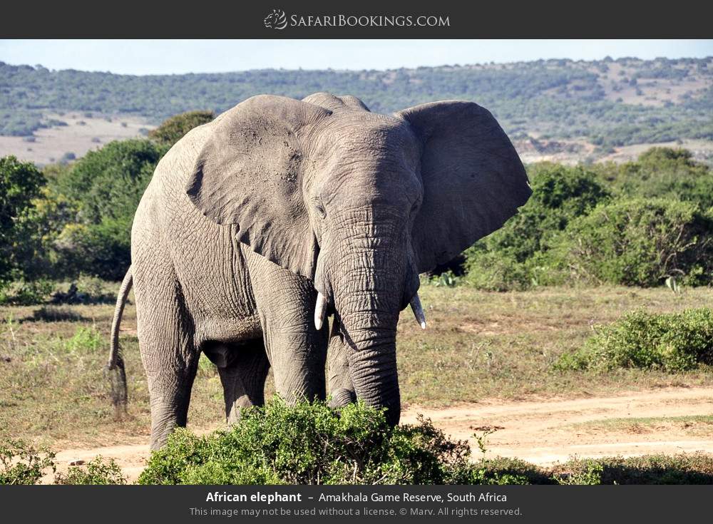 African elephant in Amakhala Game Reserve, South Africa