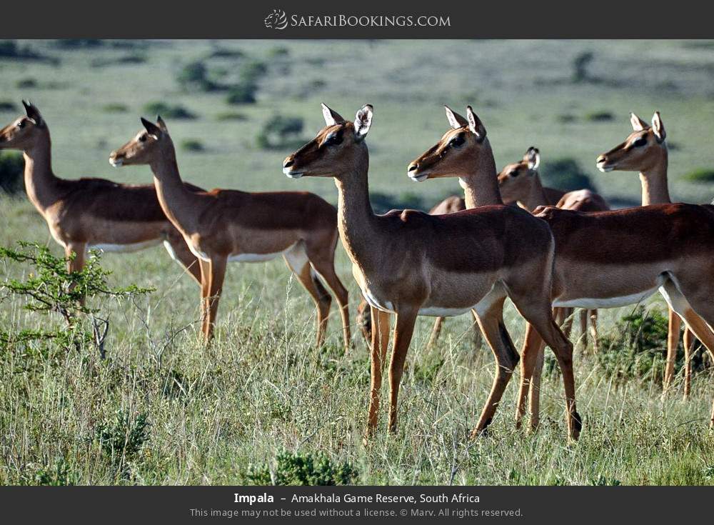 Impala in Amakhala Game Reserve, South Africa