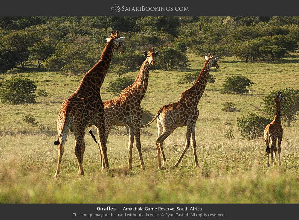 Giraffes in Amakhala Game Reserve, South Africa
