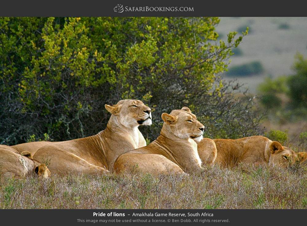 Pride of lions in Amakhala Game Reserve, South Africa