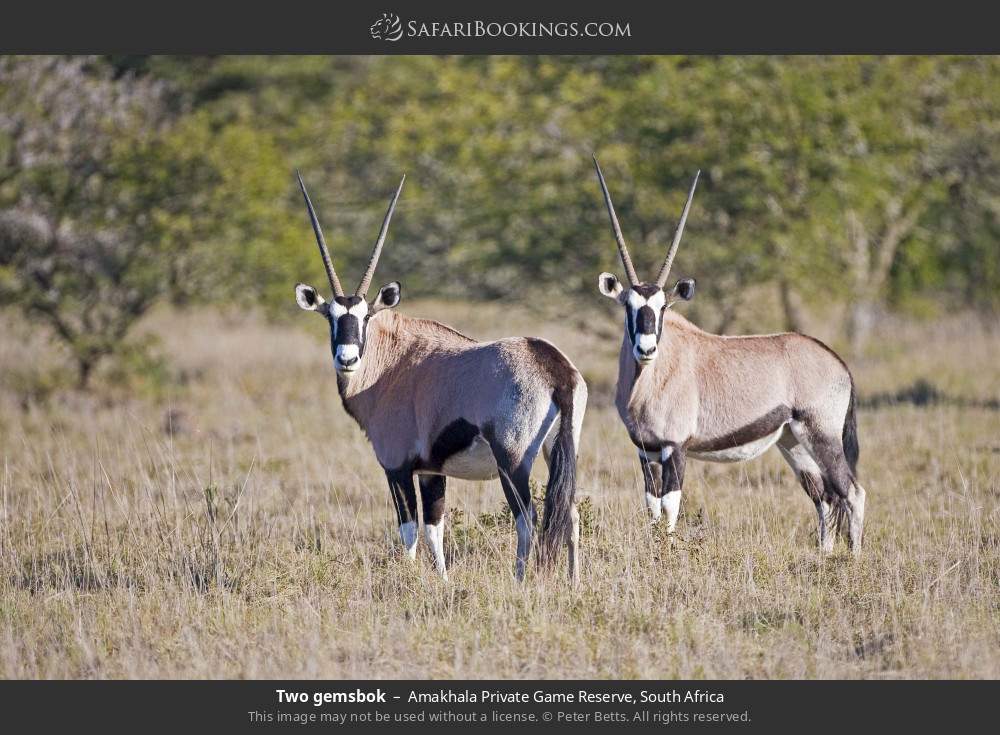 Two gemsbok in Amakhala Private Game Reserve, South Africa