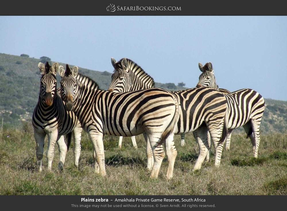 Plains zebra in Amakhala Private Game Reserve, South Africa