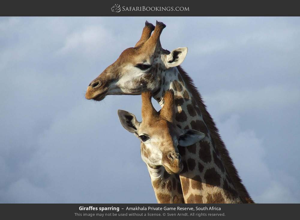 Giraffes sparring in Amakhala Private Game Reserve, South Africa