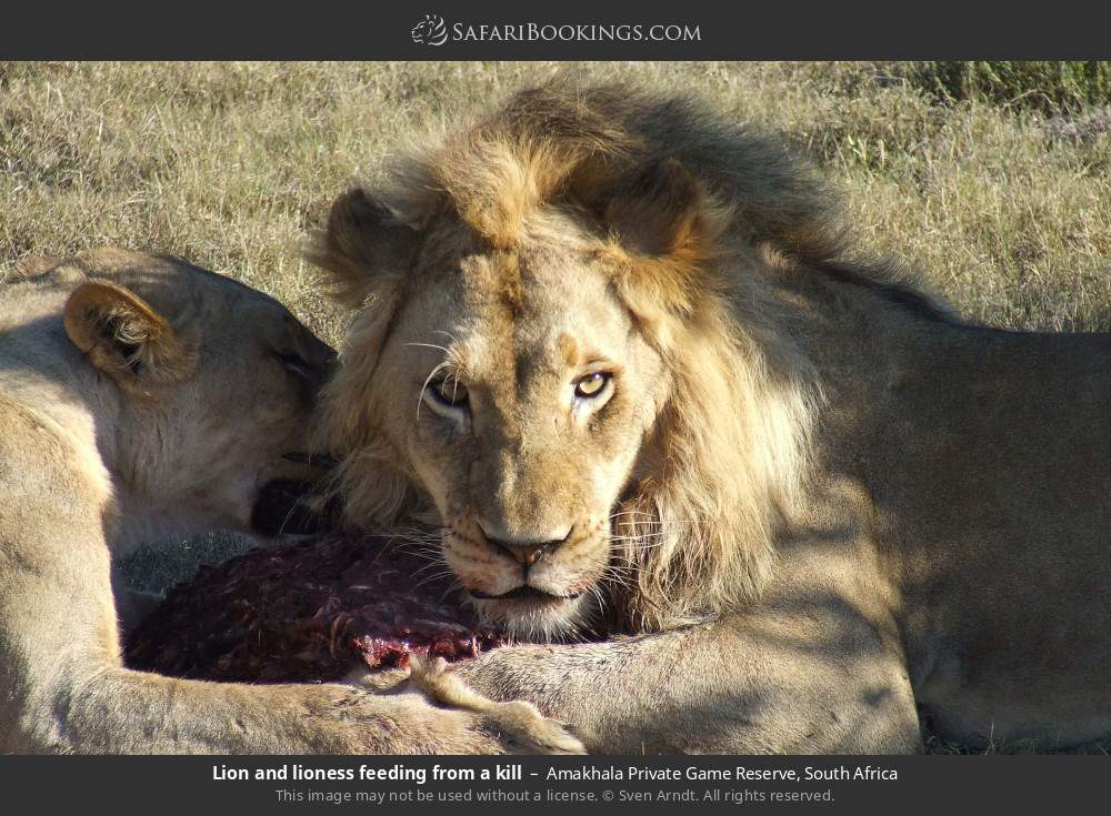 Lion and lioness feeding from a kill in Amakhala Private Game Reserve, South Africa