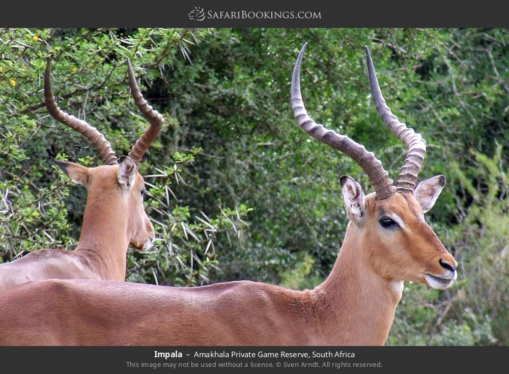 Impalas in Amakhala Private Game Reserve, South Africa
