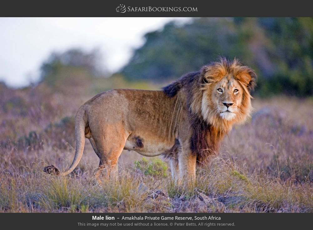 Male lion in Amakhala Private Game Reserve, South Africa