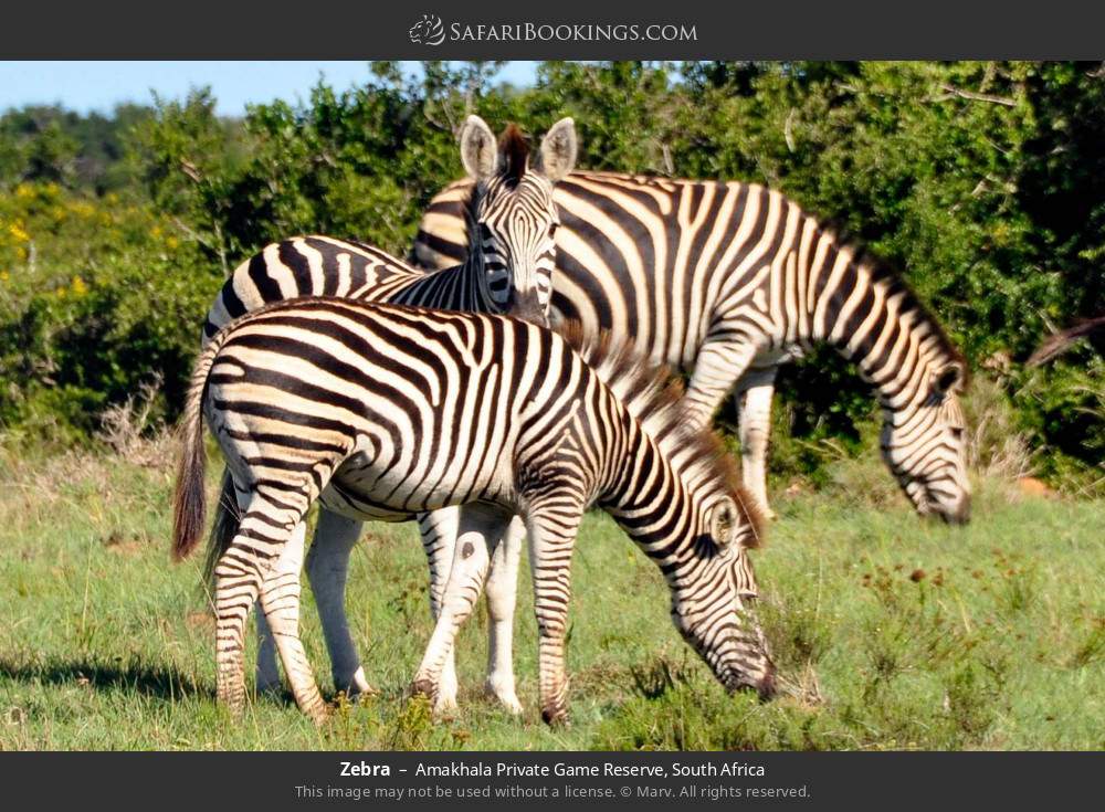 Zebras in Amakhala Private Game Reserve, South Africa