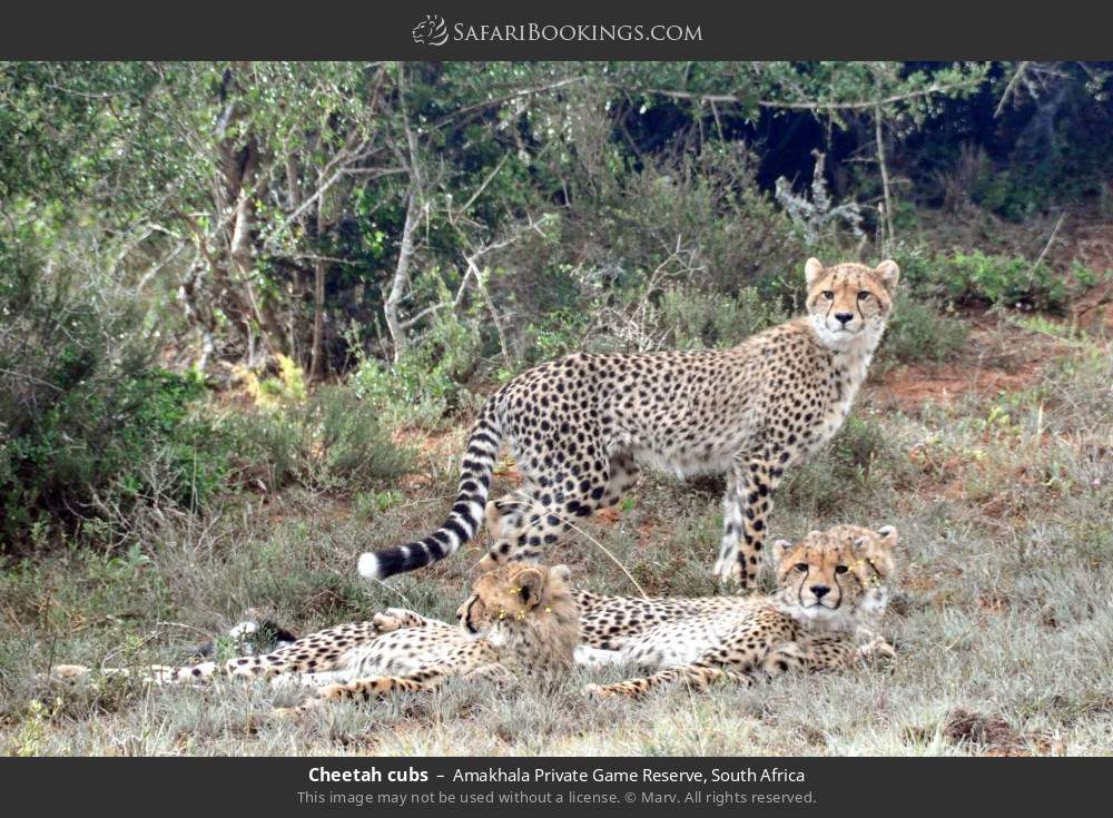 Cheetah cubs in Amakhala Private Game Reserve, South Africa
