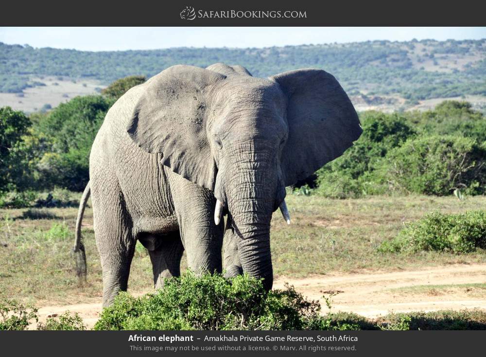 African elephant in Amakhala Private Game Reserve, South Africa