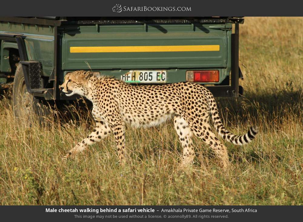 Male cheetah walking behind a safari vehicle in Amakhala Private Game Reserve, South Africa