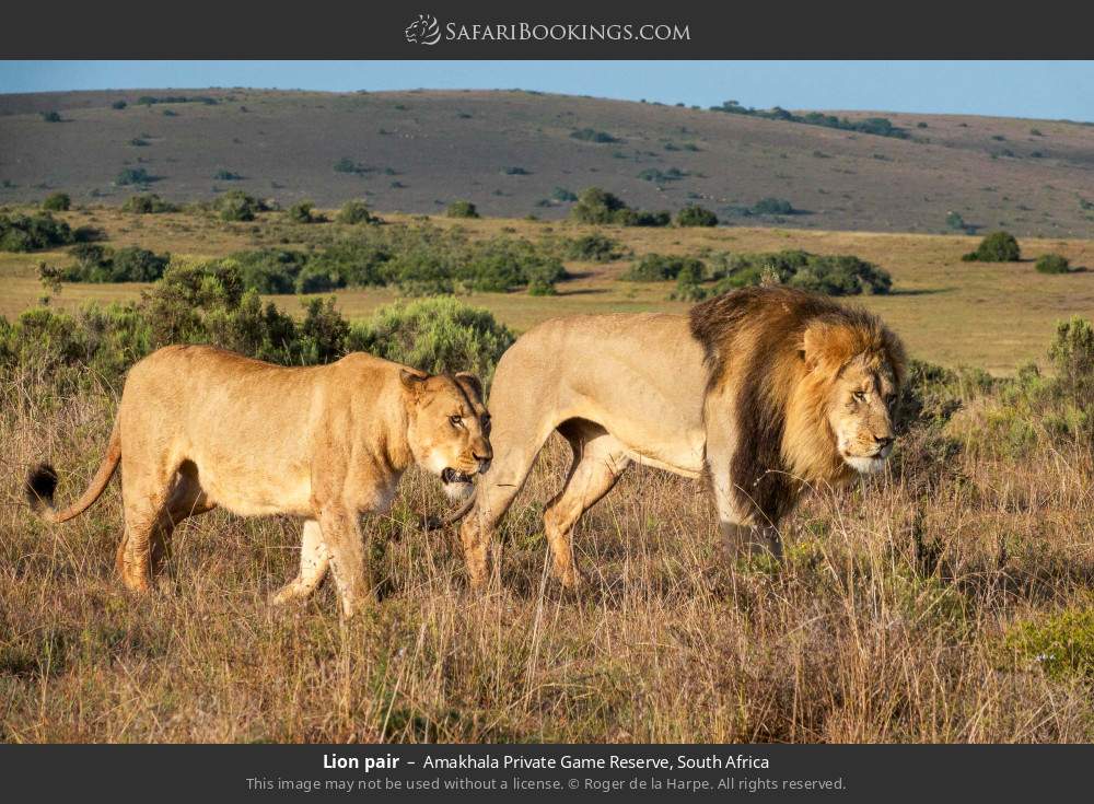 Lion pair in Amakhala Private Game Reserve, South Africa