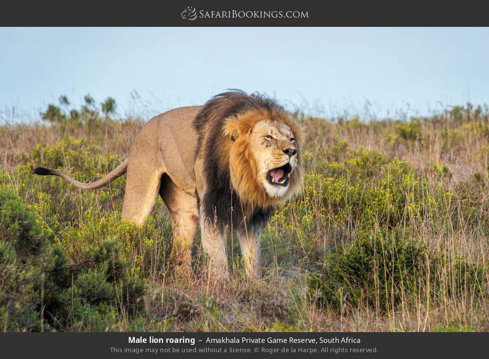 Male lion roaring in Amakhala Private Game Reserve, South Africa