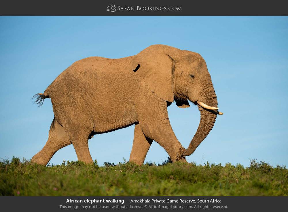 African elephant walking in Amakhala Private Game Reserve, South Africa
