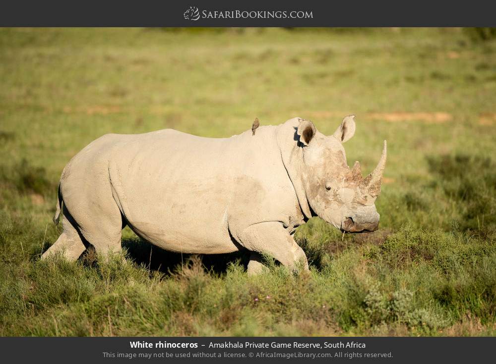 White rhinoceros in Amakhala Private Game Reserve, South Africa