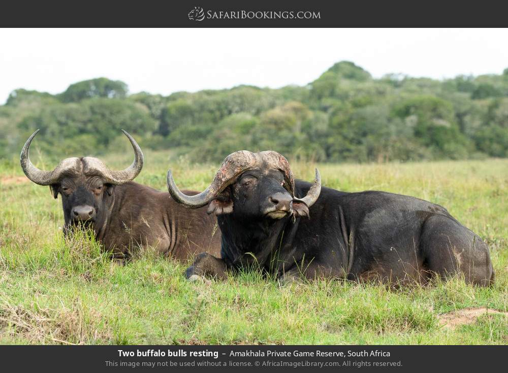 Two buffalo bulls resting in Amakhala Private Game Reserve, South Africa