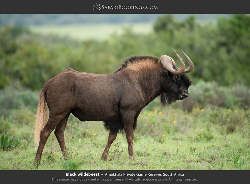 Black wildebeest in Amakhala Private Game Reserve, South Africa