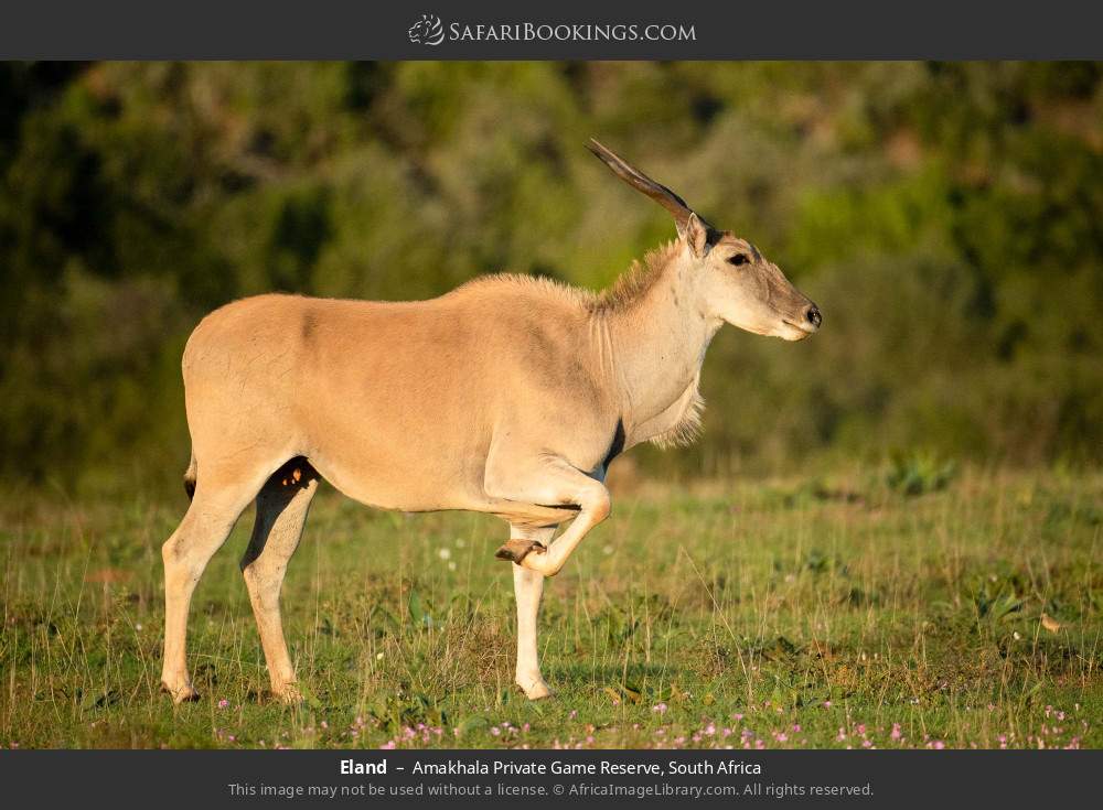 Eland in Amakhala Private Game Reserve, South Africa
