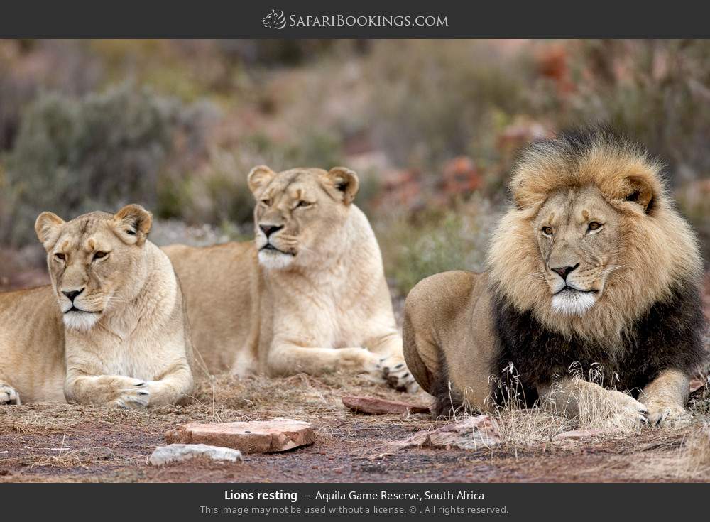 South Africa Safari: 2-Day Big Five Safari Aquila Game Reserve From ...