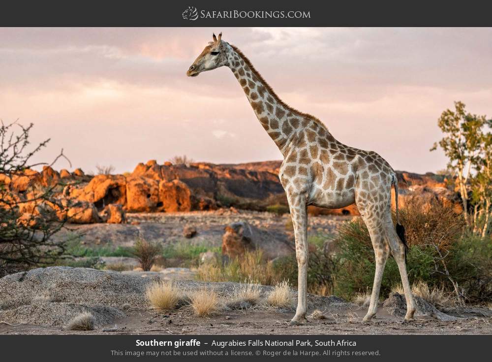 Southern giraffe in Augrabies Falls National Park, South Africa