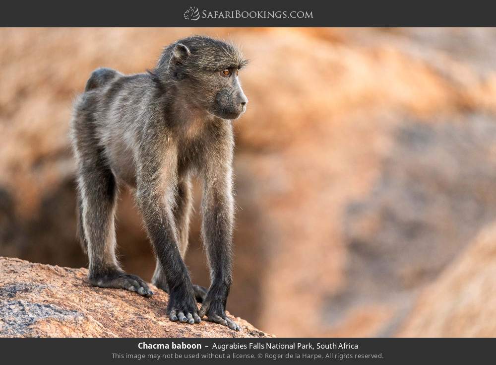 Chacma baboon in Augrabies Falls National Park, South Africa