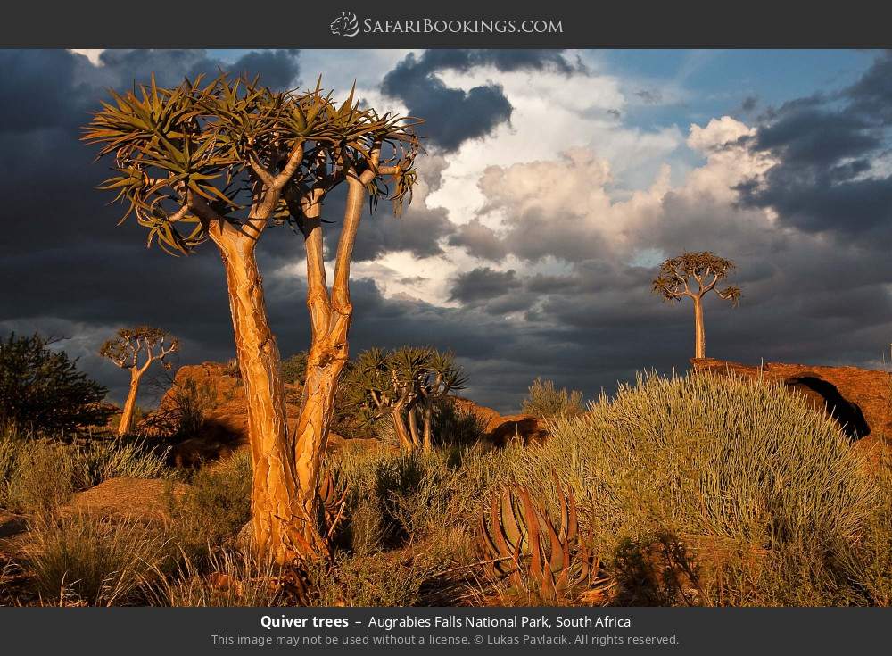 Quiver trees in Augrabies Falls National Park, South Africa