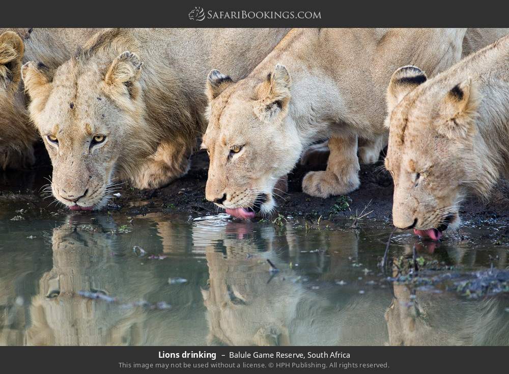Lions drinking in Balule Game Reserve, South Africa