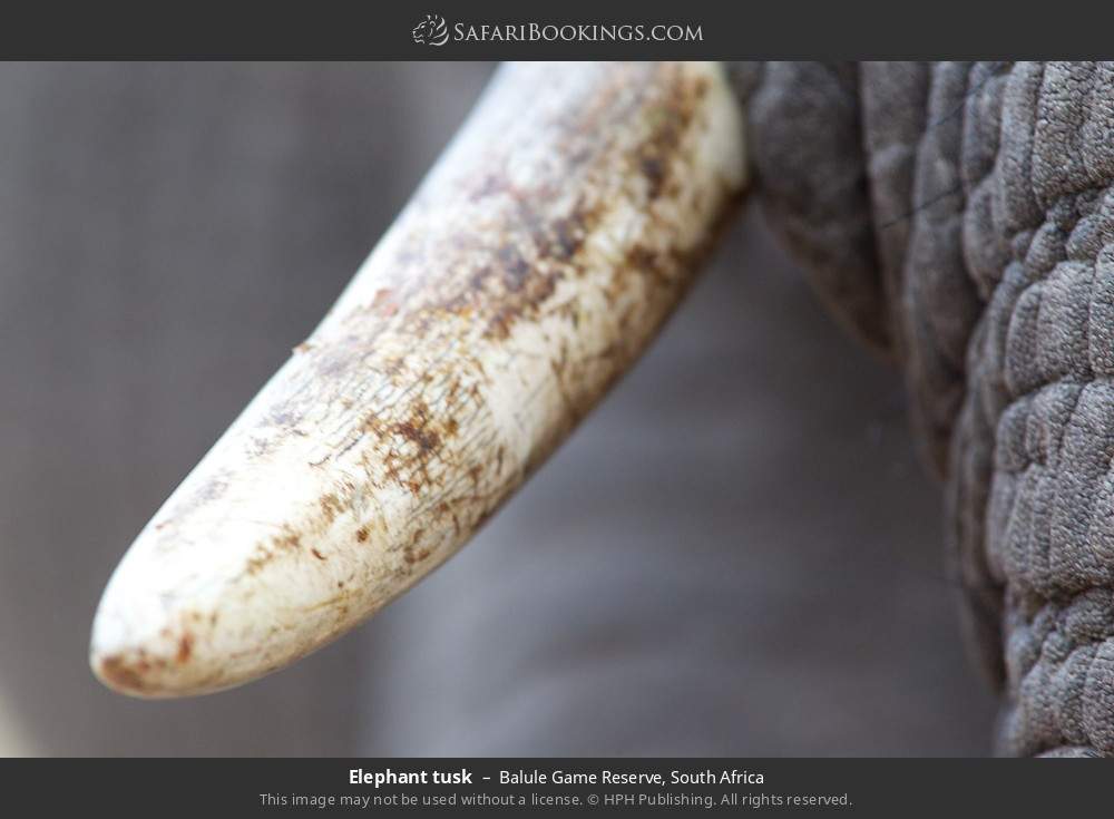 Elephant tusk in Balule Game Reserve, South Africa