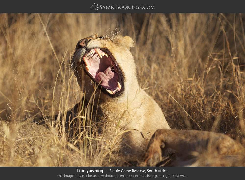 Lion yawning in Balule Game Reserve, South Africa
