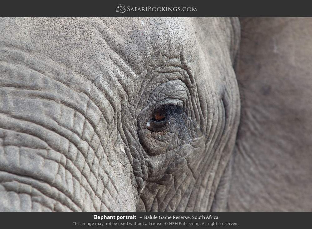 Elephant portrait in Balule Game Reserve, South Africa