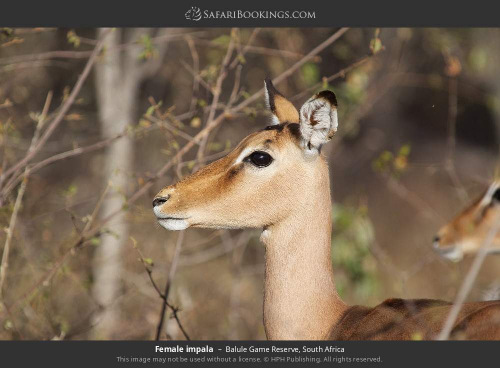 Female impala in Balule Game Reserve, South Africa