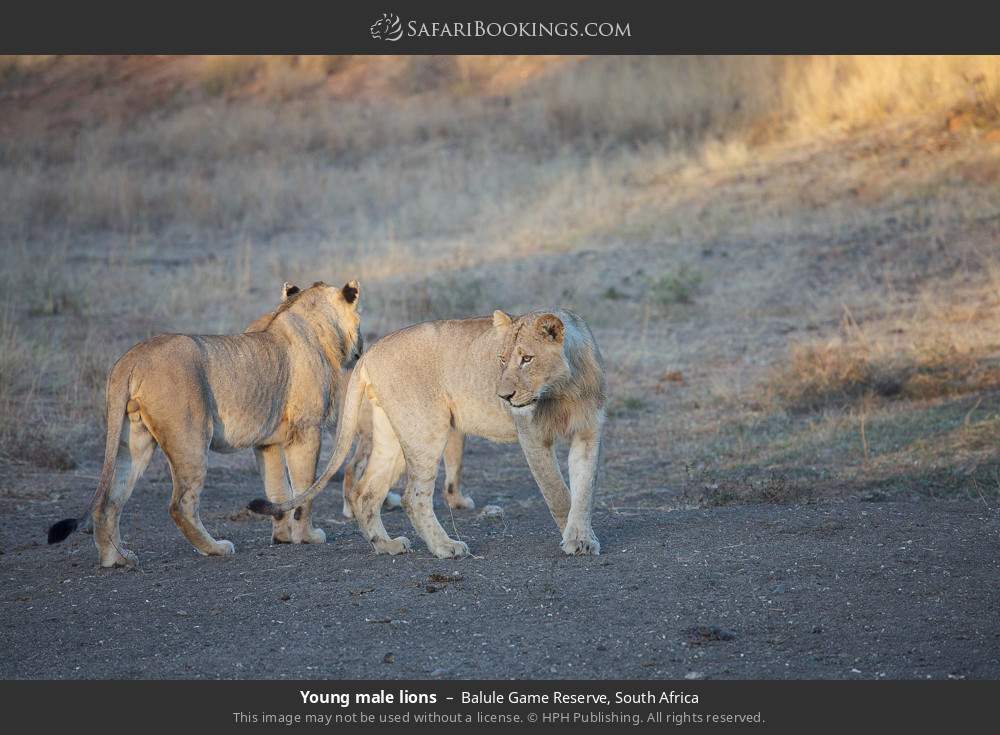 Young male lions in Balule Game Reserve, South Africa