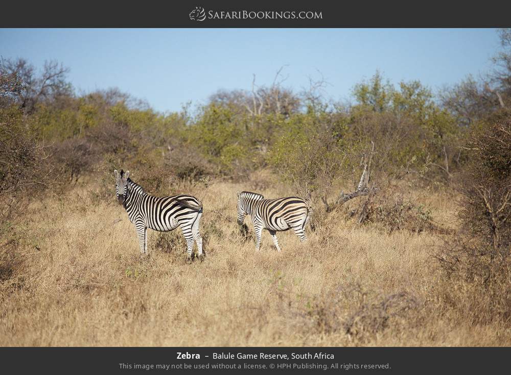 Zebra in Balule Game Reserve, South Africa