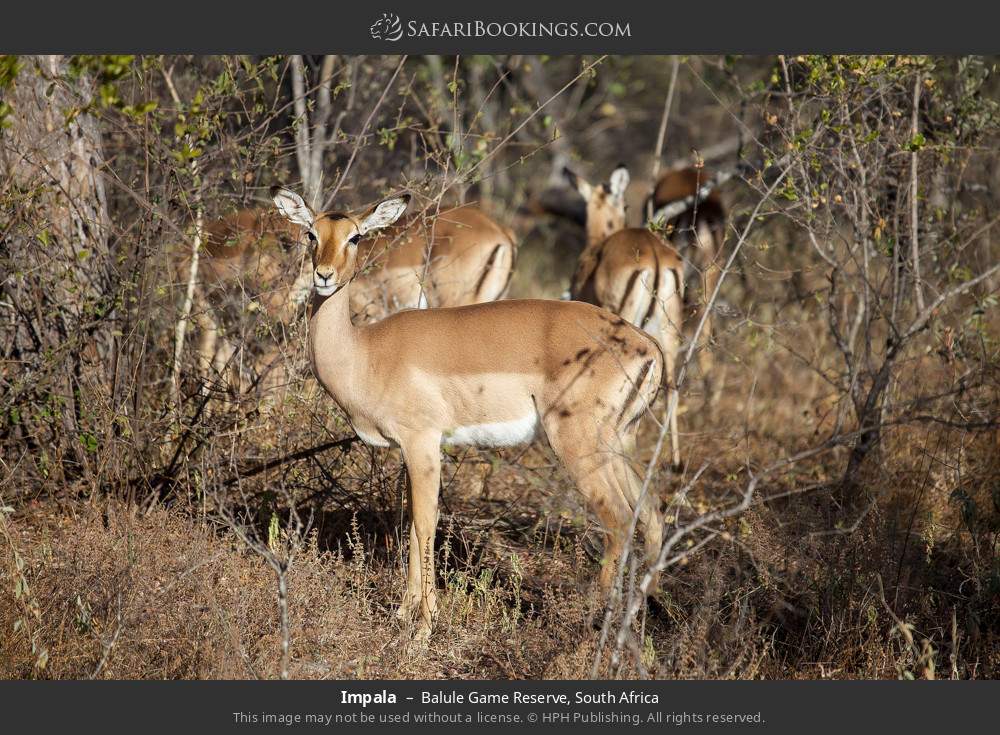 Impala in Balule Game Reserve, South Africa
