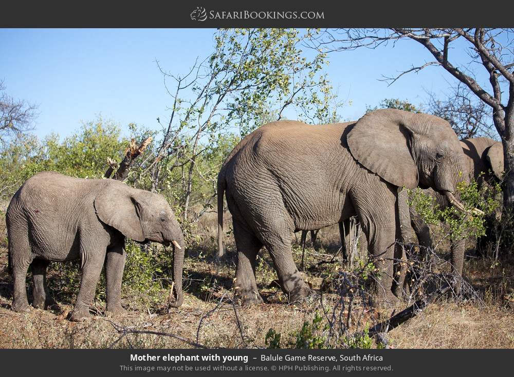 Mother elephant with young in Balule Private Nature Reserve, South Africa
