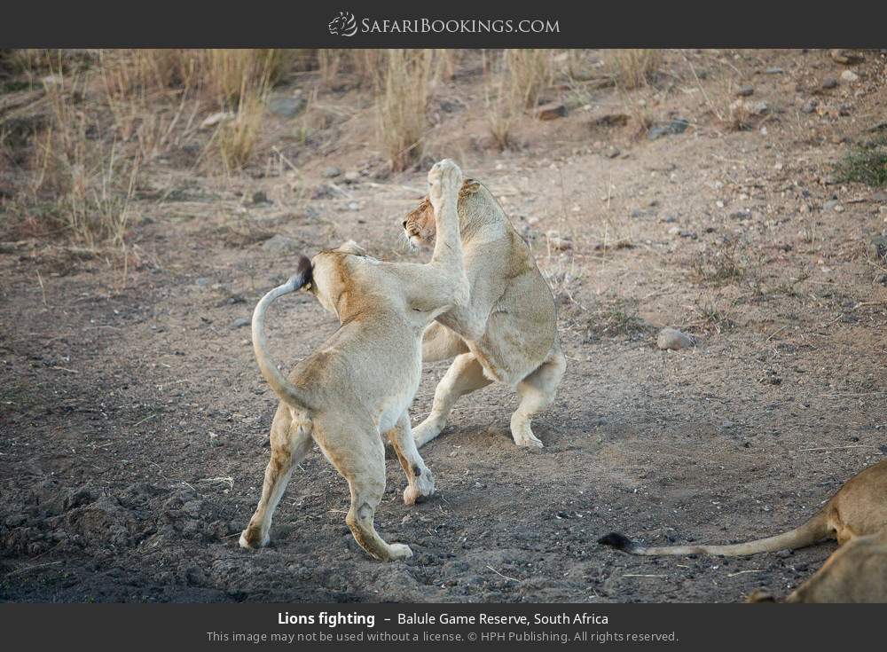 Lions fighting in Balule Game Reserve, South Africa
