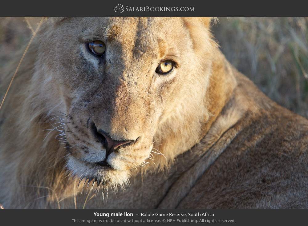 Young male lion in Balule Game Reserve, South Africa