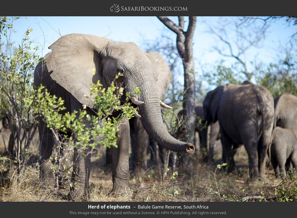 Herd of elephants in Balule Game Reserve, South Africa