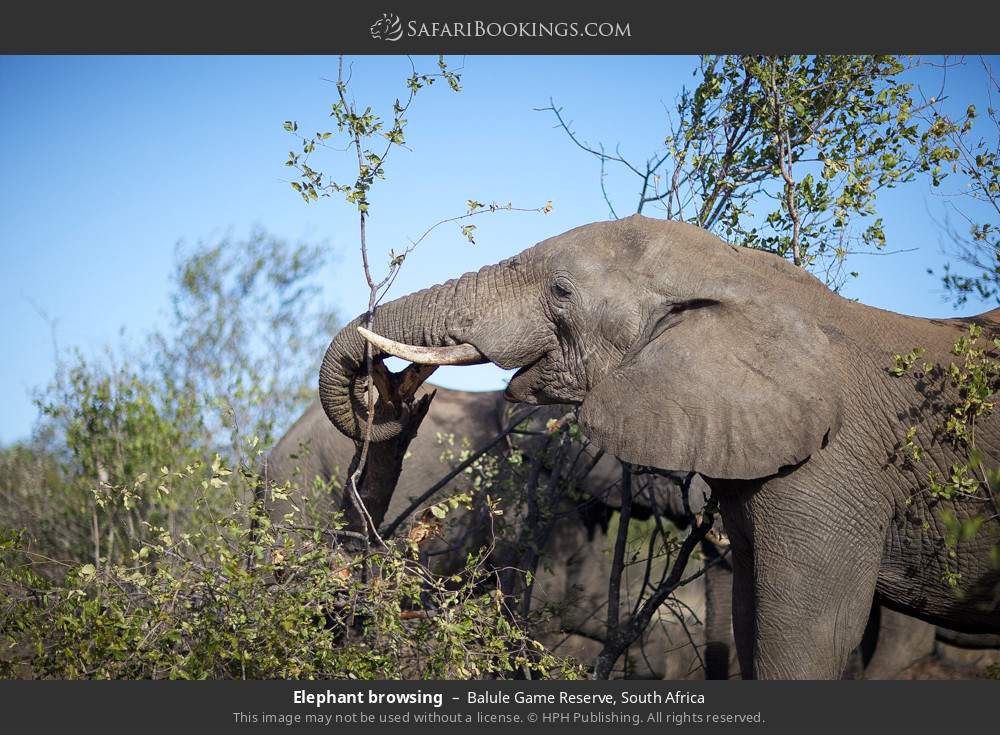 Elephant browsing in Balule Game Reserve, South Africa
